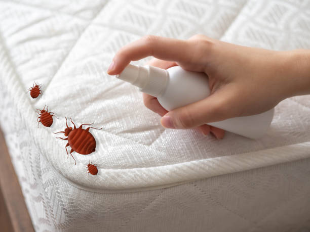 Best Emergency Pest Control  in Castle Point, MO