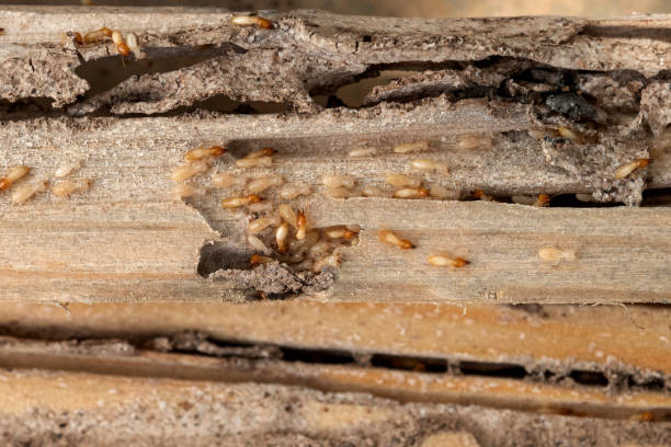 Best Spider Control Near Me  in Castle Point, MO